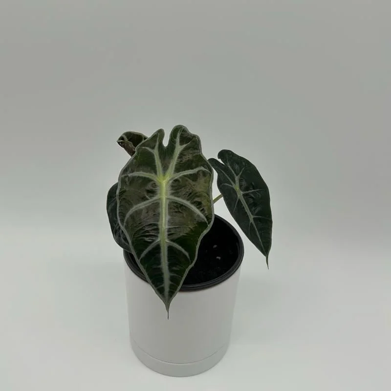 Alocasia Polly Live Plant – Tropical Houseplant with Green & White Veins – 4 inch Pot Alocasia Polly Live Plant – Tropical Houseplant with Green & White Veins – 4 inch Pot - Image 3