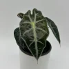 Alocasia Polly Live Plant – Tropical Houseplant with Green & White Veins – 4 inch Pot Alocasia Polly Live Plant – Tropical Houseplant with Green & White Veins – 4 inch Pot - Image 1