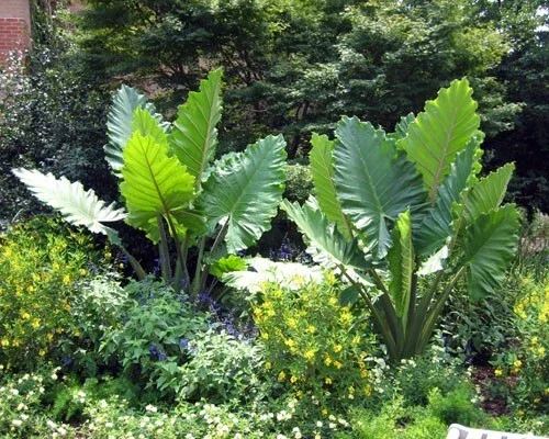 Alocasia Portora Elephant Ear Live Plant - 24" Tall, Indoor/Outdoor Tropical - Image 2