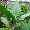Alocasia Portora Elephant Ear Live Plant - 24" Tall, Indoor/Outdoor Tropical - Image 1