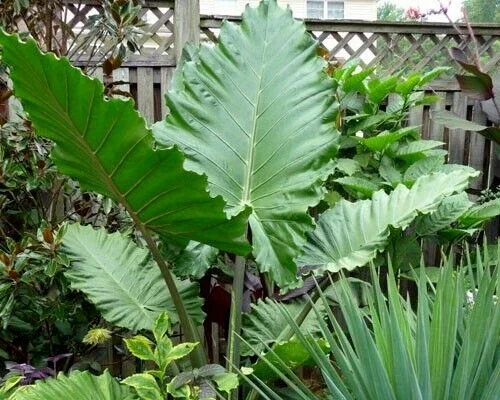 Alocasia Portora Elephant Ear Live Plant - 24" Tall, Indoor/Outdoor Tropical - Image 1