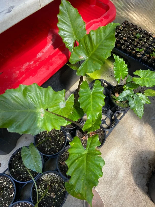 Alocasia Portora Elephant Ear Live Plant - 24" Tall, Indoor/Outdoor Tropical Alocasia Portora Elephant Ear Live Plant - 24" Tall, Indoor/Outdoor Tropical - Image 3