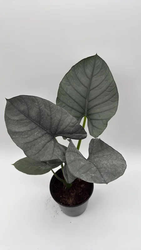 Alocasia Reginae Jewel Plant - Rare Live Tropical Houseplant - 6" Pot - Image 2