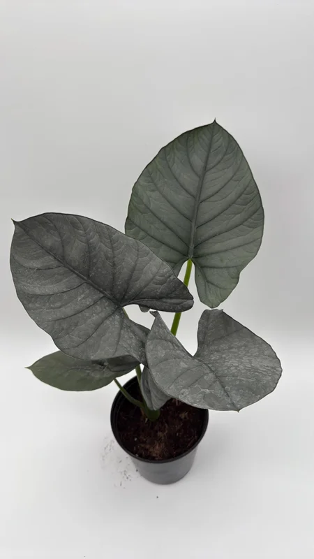Alocasia Reginae Jewel Plant - Rare Live Tropical Houseplant - 6" Pot - Image 2