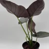 Alocasia Reginae Jewel Plant - Rare Live Tropical Houseplant - 6" Pot Alocasia Reginae Jewel Plant - Rare Live Tropical Houseplant - 6" Pot - Image 1