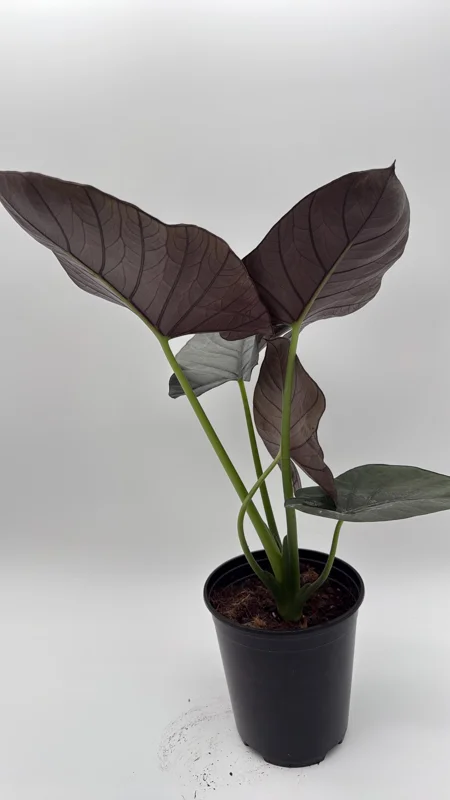 Alocasia Reginae Jewel Plant - Rare Live Tropical Houseplant - 6" Pot - Image 1