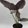 Alocasia Reginae Jewel Plant - Rare Live Tropical Houseplant - 6" Pot Alocasia Reginae Jewel Plant - Rare Live Tropical Houseplant - 6" Pot - Image 1
