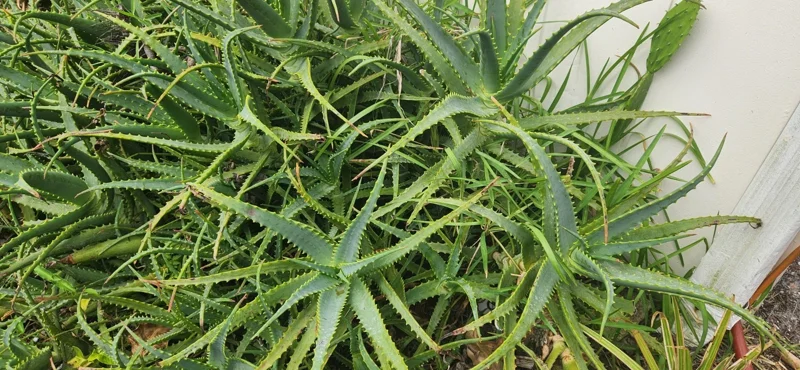 Aloe Arborescens Cuttings – Natural Healing Succulent Plant – 3 Lb Bulk Pack - Image 1
