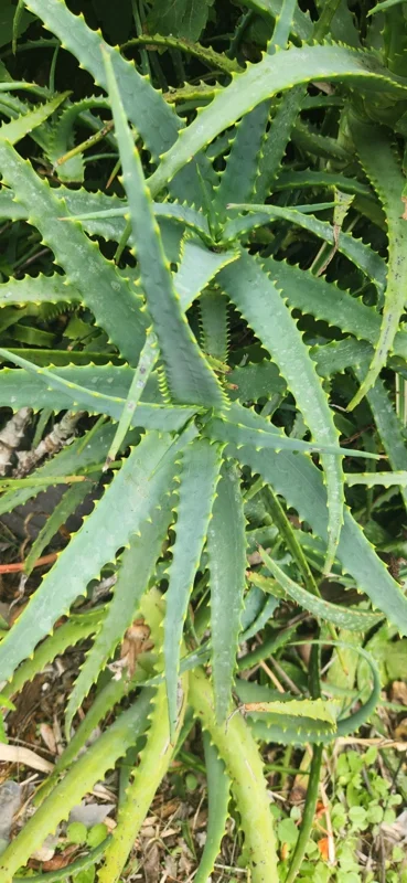 Aloe Arborescens Succulent Stem Cuttings - 2 Lb Bulk Natural Healing Plant - Image 2