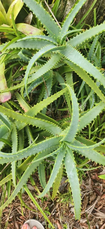 Aloe Arborescens Succulent Stem Cuttings - 2 Lb Bulk Natural Healing Plant Aloe Arborescens Succulent Stem Cuttings - 2 Lb Bulk Natural Healing Plant - Image 4