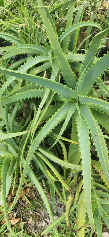 Aloe Arborescens Succulent Stem Cuttings - Natural Healing Plant - 1 Lb Bulk Aloe Arborescens Succulent Stem Cuttings - Natural Healing Plant - 1 Lb Bulk - Image 3