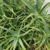 Aloe Arborescens Succulent Stem Cuttings - Natural Healing Plant - 1 Lb Bulk - Image 1