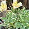 Alstroemeria Aurea Yellow Variegated Peruvian Lily 1 Live Flower Plant Bulb Outdoor - Image 1