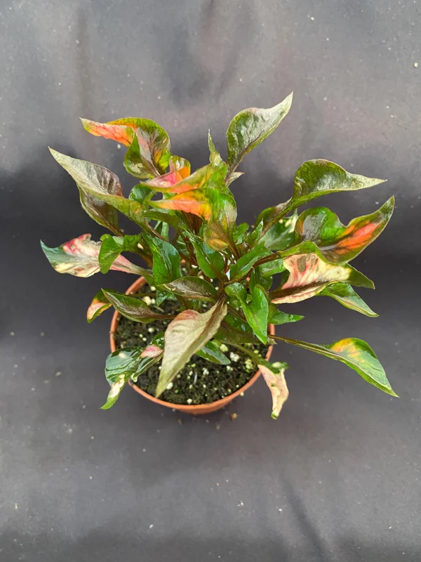Alternanthera Ruby Slippers Live Plant - 3 inch Pot - Full Sun Foliage - Image 2