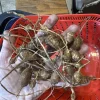 American Groundnut Tubers (Apios Americana) for Planting - Perennial Edible Tuber - Image 1