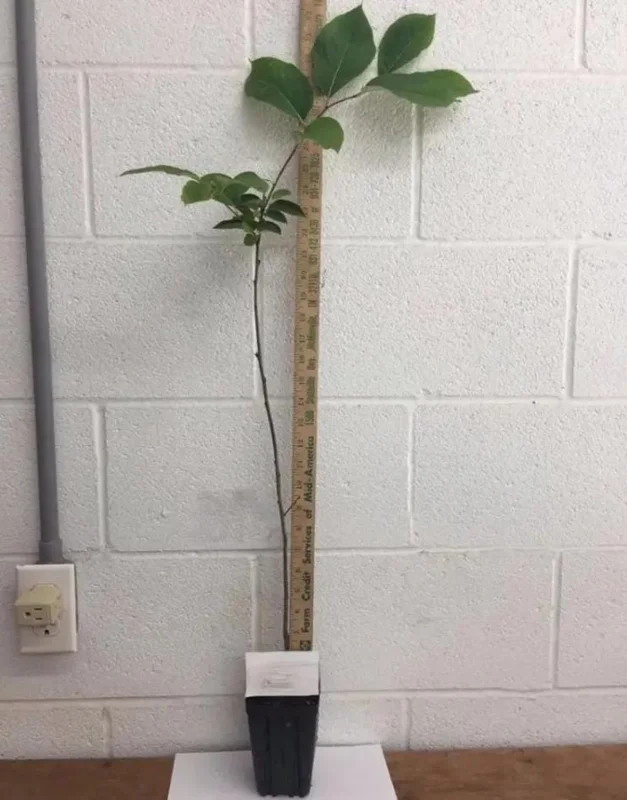American Persimmon Tree Live Plant - Cold Hardy Fruit Seedling, 6-12 Inches Tall, Quart Pot - Image 2