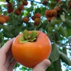 American Persimmon Tree Live Plant - Heirloom Fruit Tree, Quart Pot, 6-12 inches - Image 1