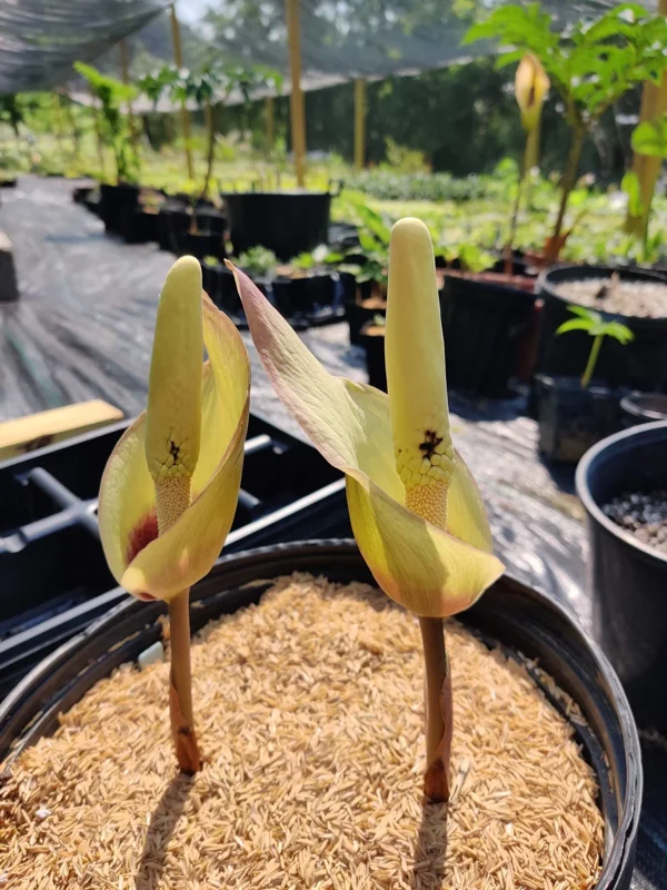 Amorphophallus fuscus Tuberous Aroid – Tropical Live Plant – Unique Foliage - Image 2