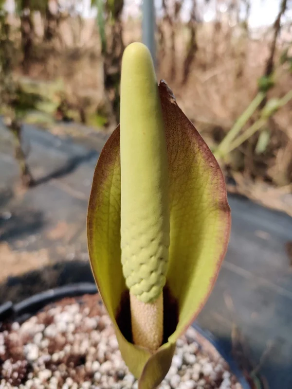 Amorphophallus fuscus Tuberous Aroid – Tropical Live Plant – Unique Foliage - Image 1