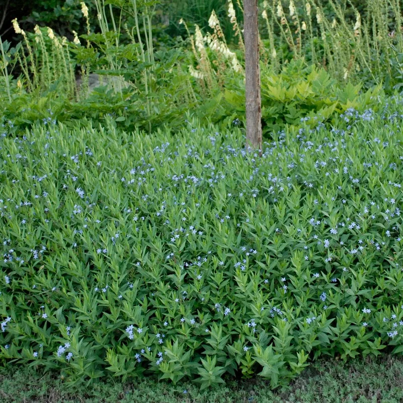 Amsonia 'Blue Ice' Blue Star Perennial Live Plant - Outdoor Garden Flower Amsonia 'Blue Ice' Blue Star Perennial Live Plant - Outdoor Garden Flower - Image 3