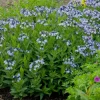 Amsonia 'Blue Ice' Blue Star Perennial Live Plant - Outdoor Garden Flower - Image 1