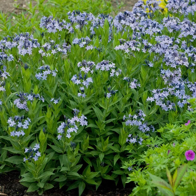 Amsonia 'Blue Ice' Blue Star Perennial Live Plant - Outdoor Garden Flower - Image 1