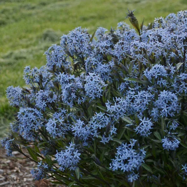 Amsonia 'Storm Cloud' Blue Star Perennial Plant - Live Outdoor Flower - Image 2