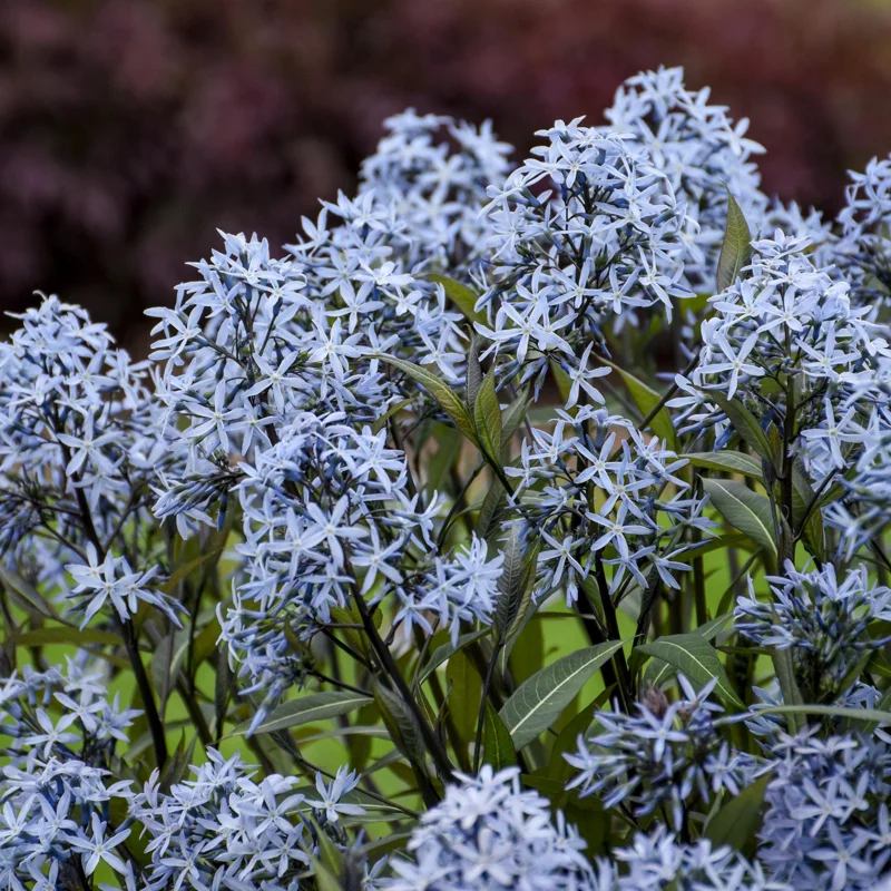 Amsonia 'Storm Cloud' Blue Star Perennial Plant - Live Outdoor Flower - Image 1