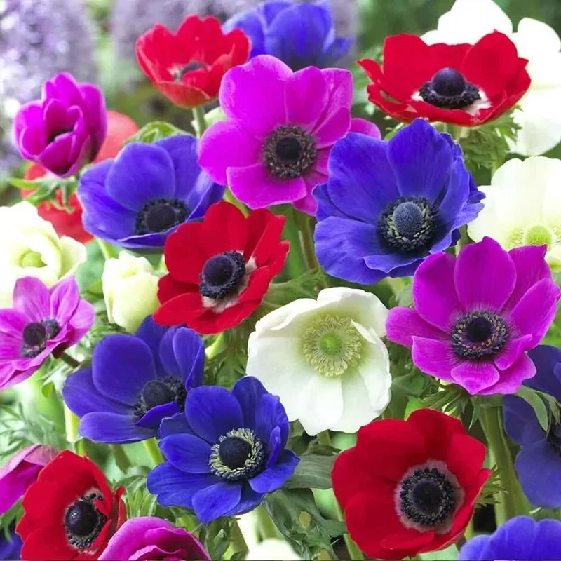 Anemone De Caen Mix Flower Bulbs - 5 Dutch Windflowers Anemone De Caen Mix Flower Bulbs - 5 Dutch Windflowers - Image 2