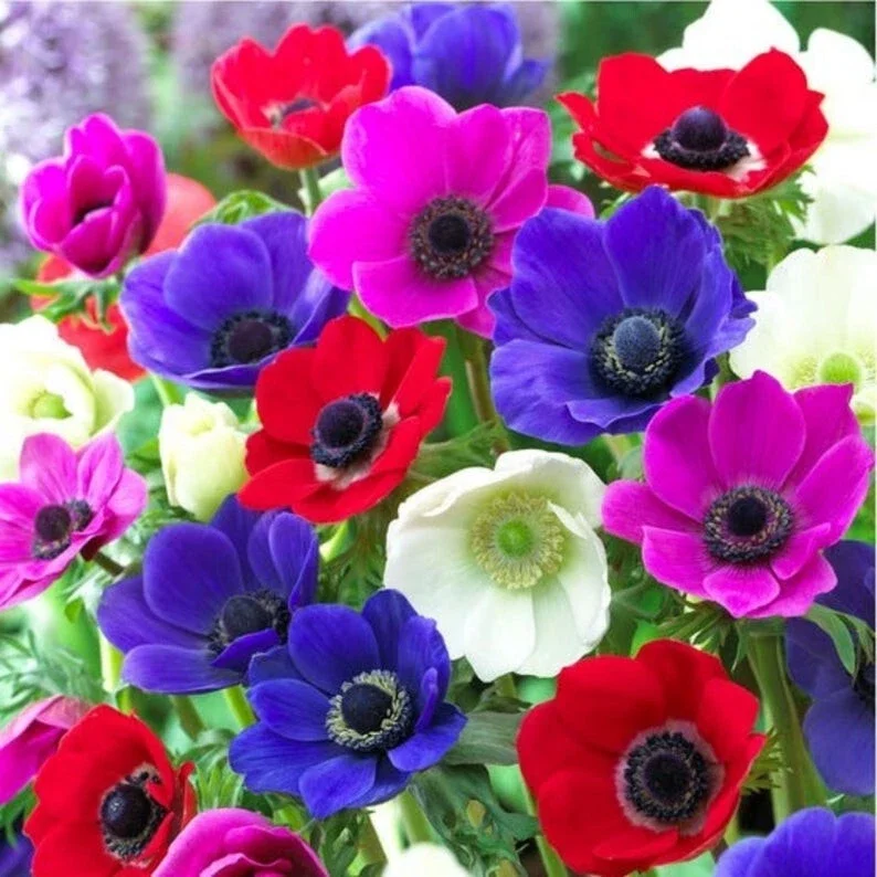 Anemone De Caen Mix Flower Bulbs - 5 Dutch Windflowers Anemone De Caen Mix Flower Bulbs - 5 Dutch Windflowers - Image 1