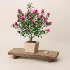 Ann Magnolia Live Plant, 2.5 Inch Pot, Fragrant Pink Flowers, Cold Hardy Shrub Ann Magnolia Live Plant, 2.5 Inch Pot, Fragrant Pink Flowers, Cold Hardy Shrub - Image 1