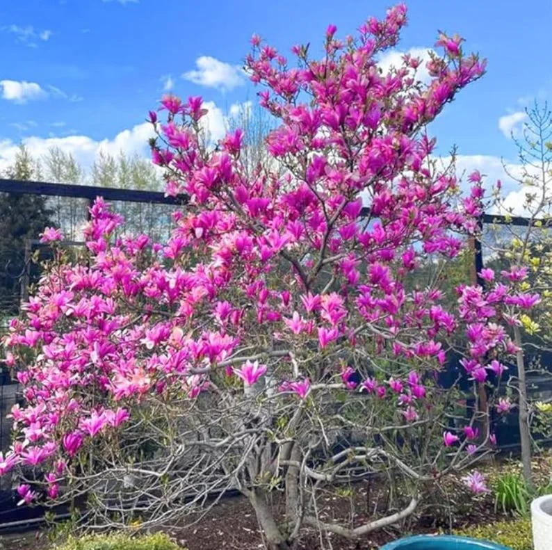 Ann Magnolia Tree Live Plant – Deep Purple-Red Flowers – 2.5" Pot – Outdoor Shrub Ann Magnolia Tree Live Plant – Deep Purple-Red Flowers – 2.5" Pot – Outdoor Shrub - Image 1