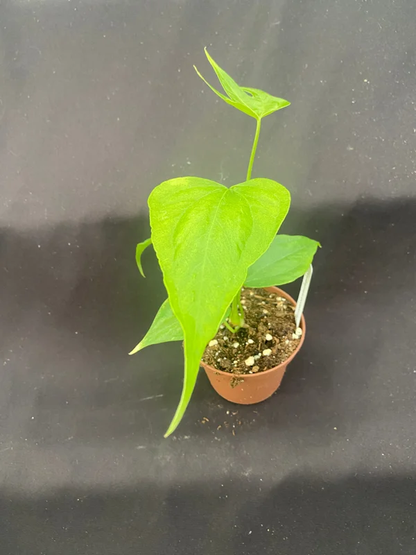 Anthurium pedato-radiatum Live Plant – The Fingers Anthurium – Rooted Plant – 3 inch Pot – Indoor Foliage Anthurium pedato-radiatum Live Plant – The Fingers Anthurium – Rooted Plant – 3 inch Pot – Indoor Foliage - Image 2