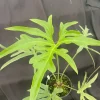Anthurium pedato-radiatum Live Plant – The Fingers Anthurium – Rooted Plant – 3 inch Pot – Indoor Foliage - Image 1
