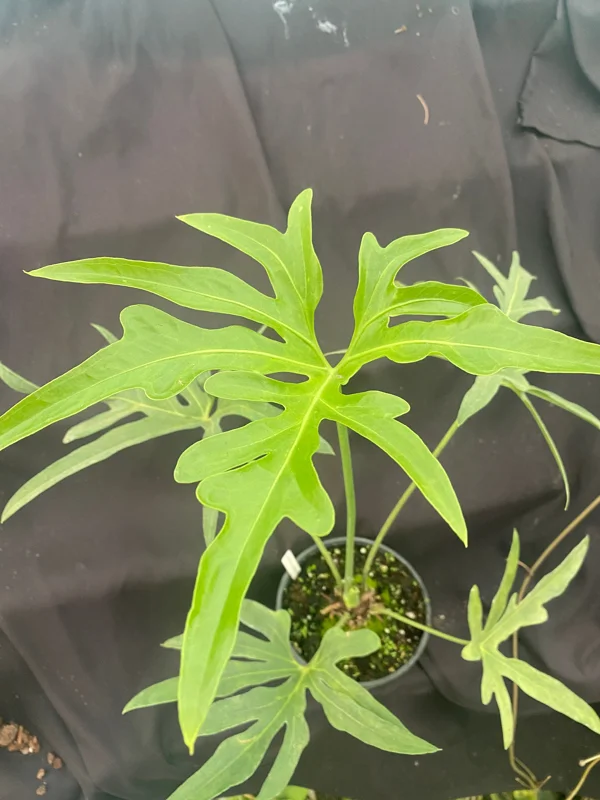 Anthurium pedato-radiatum Live Plant – The Fingers Anthurium – Rooted Plant – 3 inch Pot – Indoor Foliage Anthurium pedato-radiatum Live Plant – The Fingers Anthurium – Rooted Plant – 3 inch Pot – Indoor Foliage - Image 1
