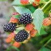 Apache Blackberry Live Plant – Thornless, High Yield – 1 Starter Plant – Outdoor Bush - Image 1