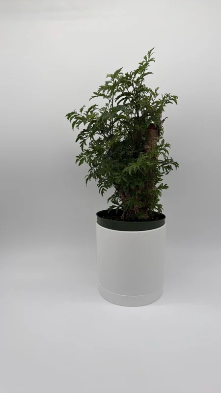 Aralia Ming Stump Plant 6" Pot – Pre-Bonsai Indoor Houseplant - Image 2