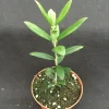 Arbequina Olive Tree Live Plant – Rooted in 3 inch Pot – Indoor/Outdoor - Image 1