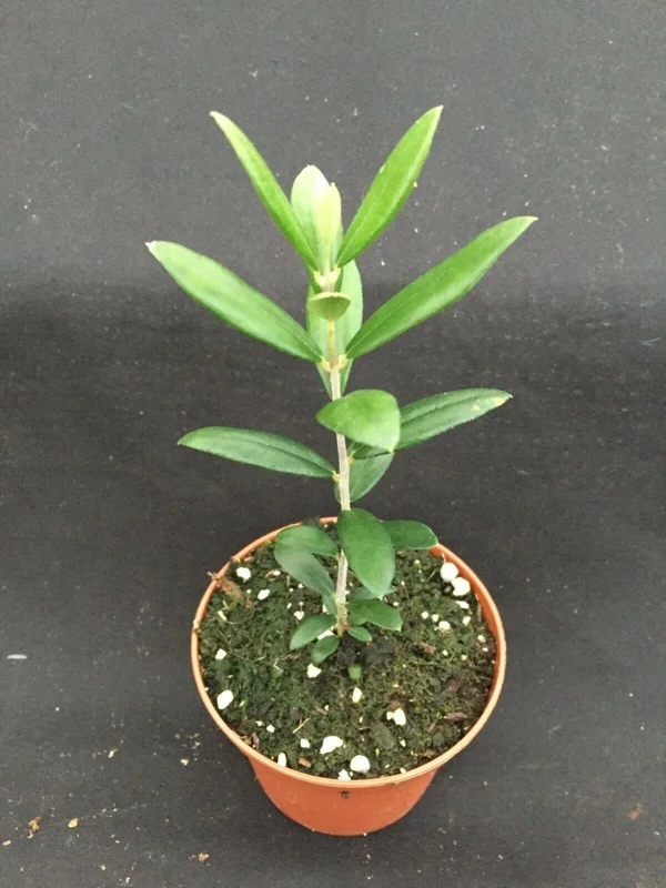 Arbequina Olive Tree Live Plant – Rooted in 3 inch Pot – Indoor/Outdoor - Image 1