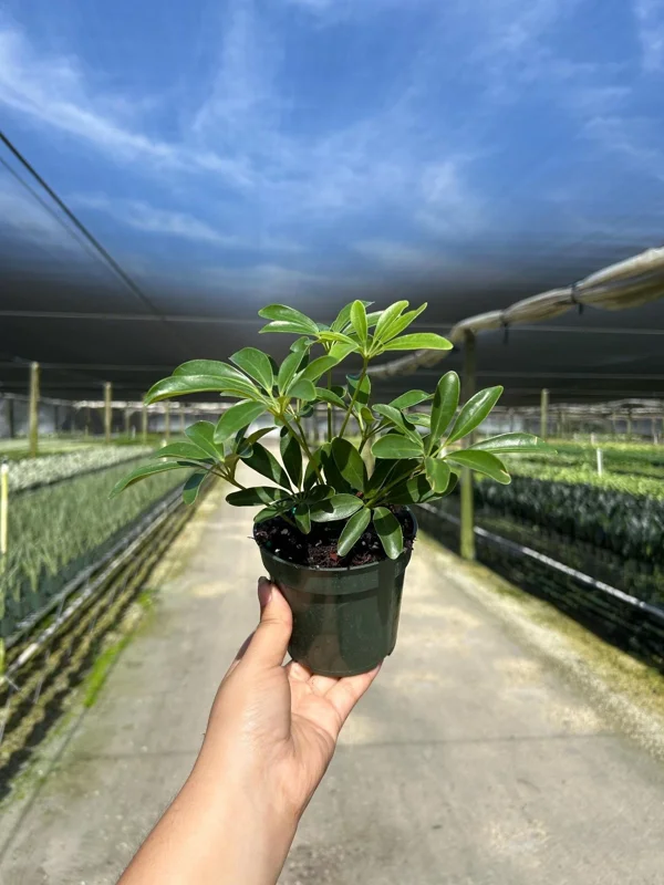 Arboricola Mini Dwarf Umbrella Tree Live Plant – 4 inch Pot – Indoor & Outdoor - Image 2