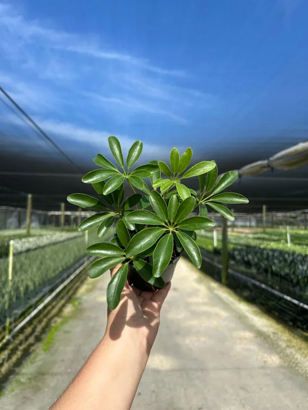 Arboricola Mini Dwarf Umbrella Tree Live Plant – 4 inch Pot – Indoor & Outdoor - Image 1