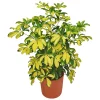 Arboricola Trinnette Variegated Live Plant - 1 Healthy Starter Plant - Indoor Air Purifying Umbrella Tree - Image 1
