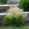 Aruncus Fairy Hair Goats Beard Live Plant – 5.25" Pot – Perennial Shade Plant Aruncus Fairy Hair Goats Beard Live Plant – 5.25" Pot – Perennial Shade Plant - Image 1