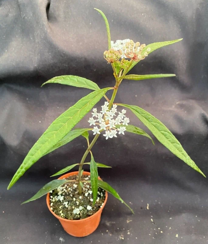 Asclepias perennis Perennial Milkweed Live Plant - Attracts Bees & Butterflies - 3 inch Pot - Image 1