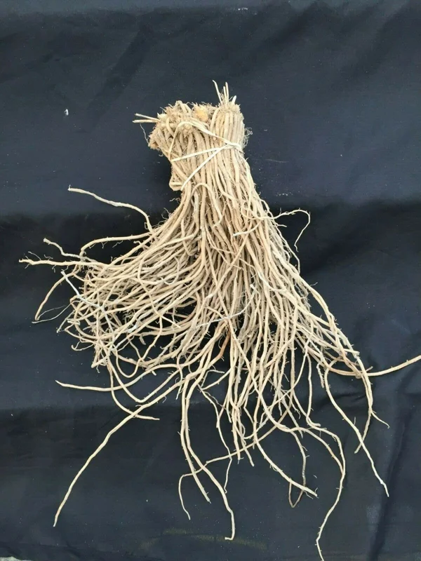 Asparagus Mary Washington – 10 Two-Year-Old Crowns – Hardy Perennial Vegetable Plant - Image 2