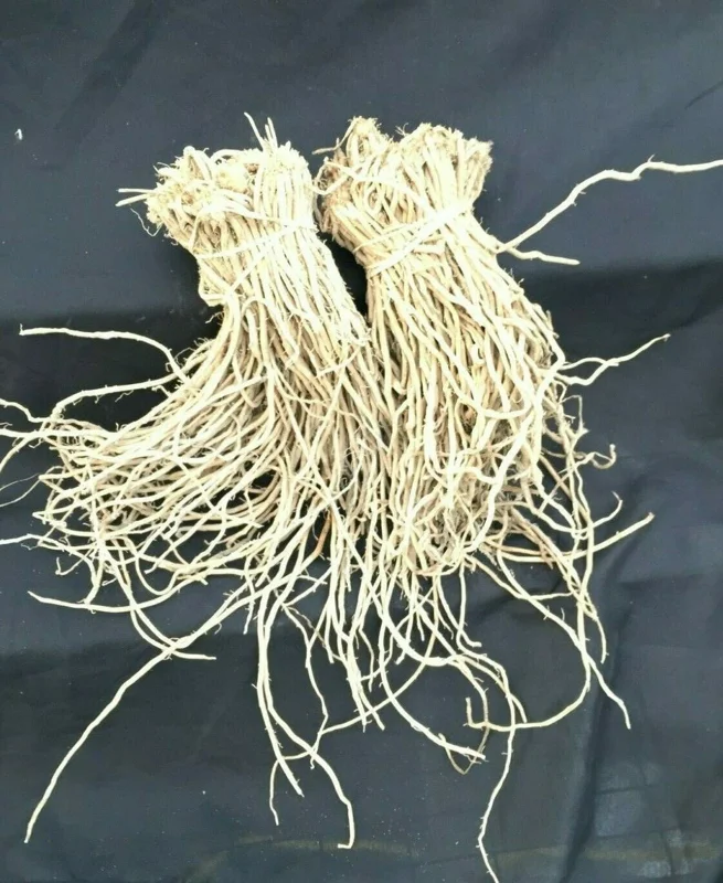 Asparagus Mary Washington Heirloom Perennial Vegetable Crowns - 20 Two-Year-Old Bare Roots - Image 2
