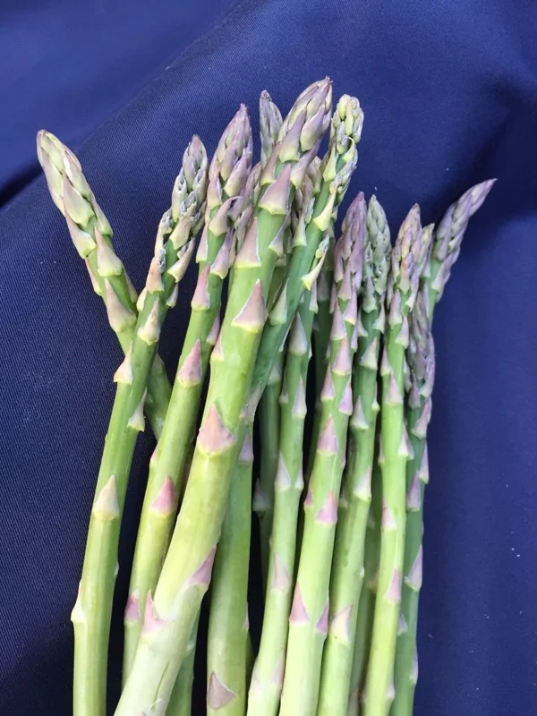 Asparagus Mary Washington Heirloom Perennial Vegetable Crowns - 20 Two-Year-Old Bare Roots - Image 1