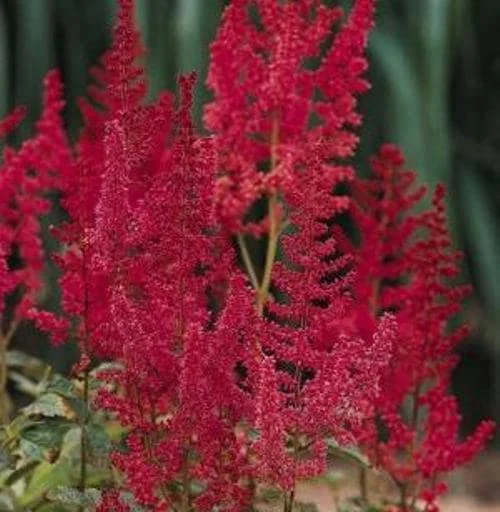 Astilbe 'August Light' Perennial Plant – Outdoor Garden Flower – Live Plant - Image 2