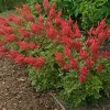 Astilbe 'August Light' Perennial Plant – Outdoor Garden Flower – Live Plant Astilbe 'August Light' Perennial Plant – Outdoor Garden Flower – Live Plant - Image 1