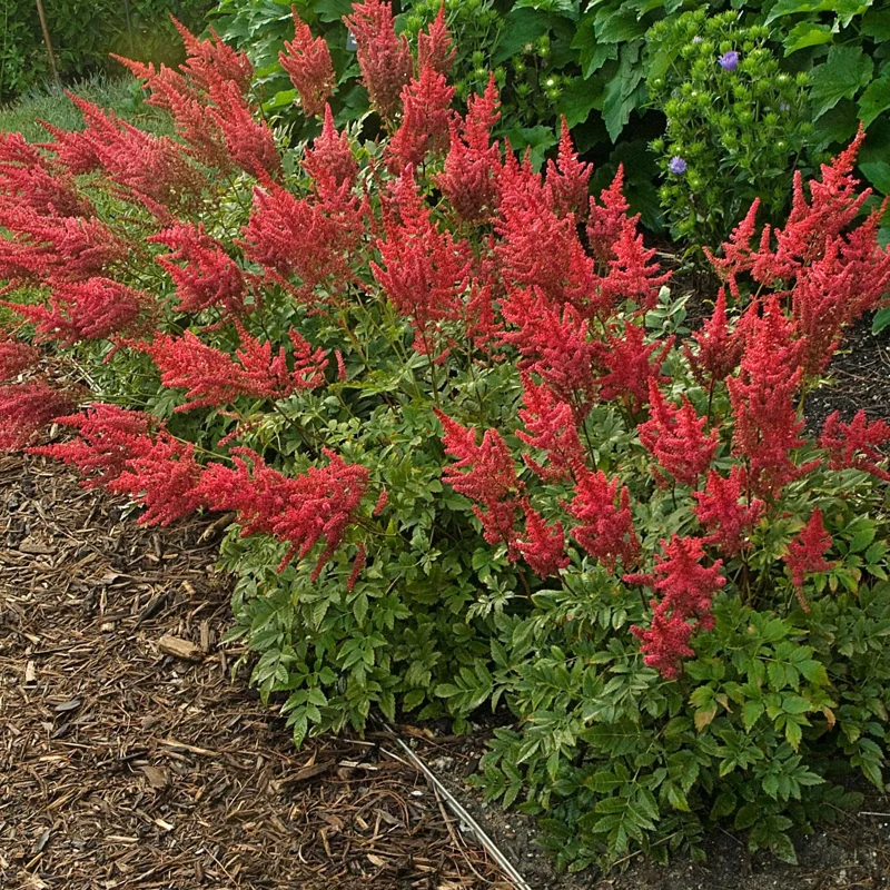 Astilbe 'August Light' Perennial Plant – Outdoor Garden Flower – Live Plant - Image 1